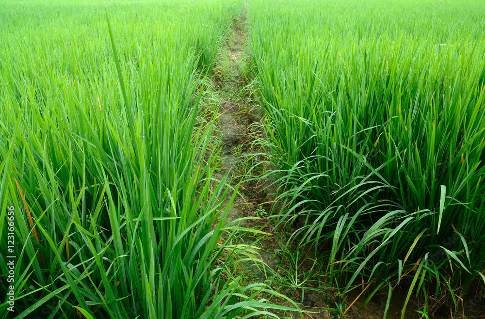 rice field