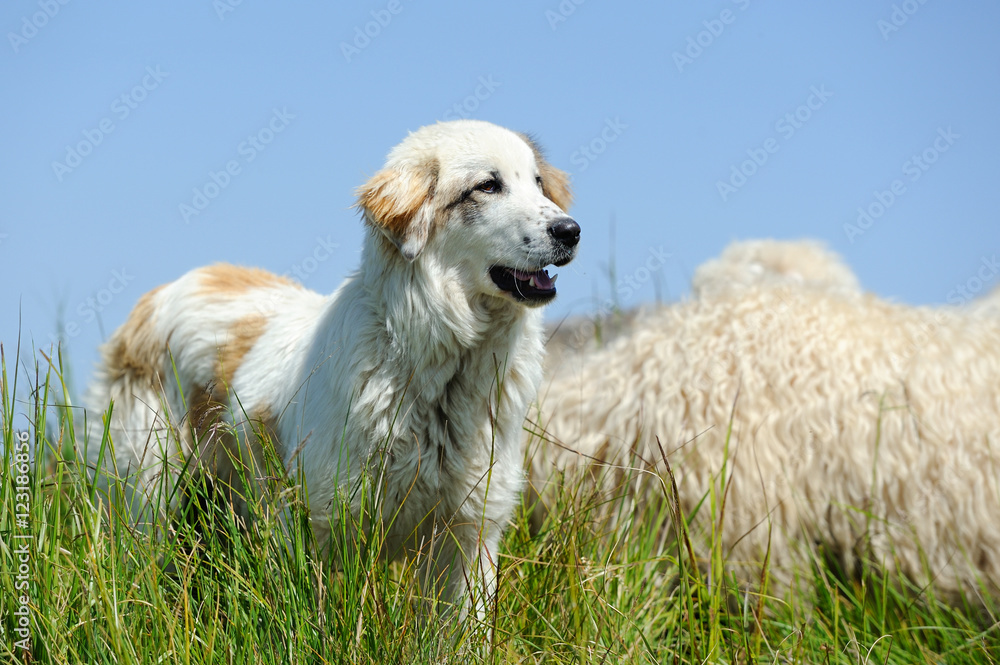 牧羊犬守护羊群