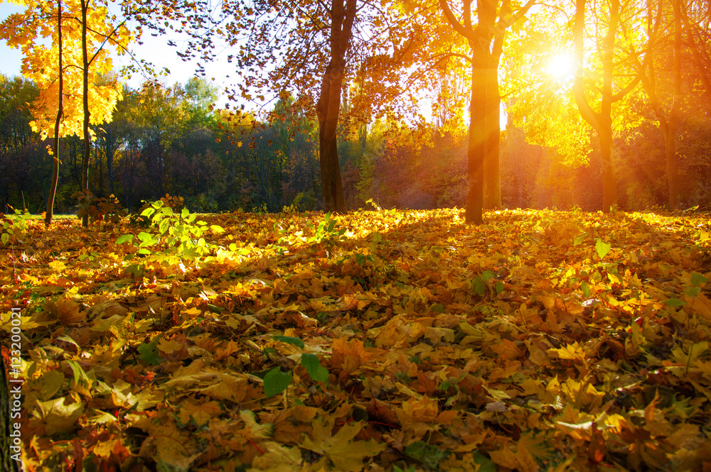  autumn trees on sun