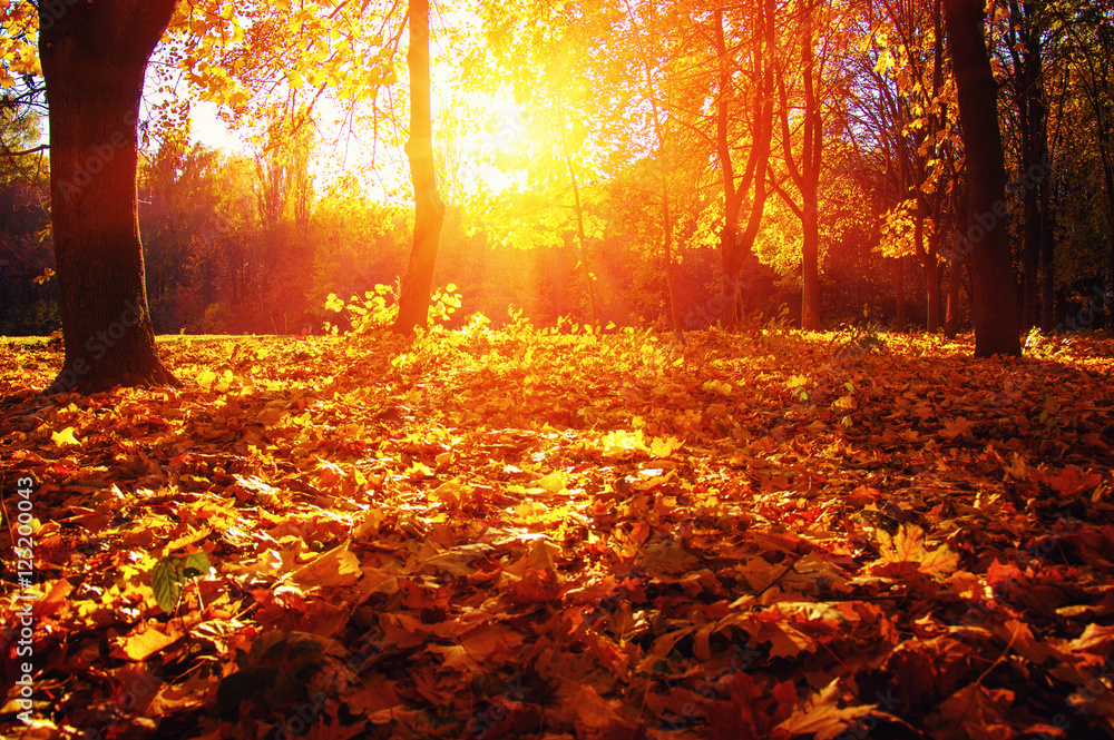  autumn trees on sun