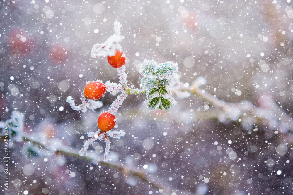 大玫瑰臀部抬高。浆果呈亮橙色。雪花飘落。