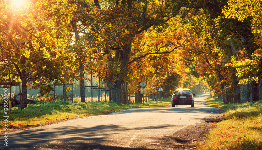 Car on asphalt road on autumnr day at park