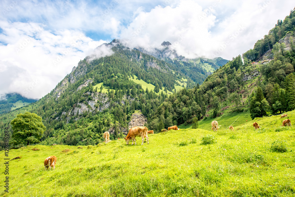 Landscape view on the meadow with mountains and cows grazing in Switzerland