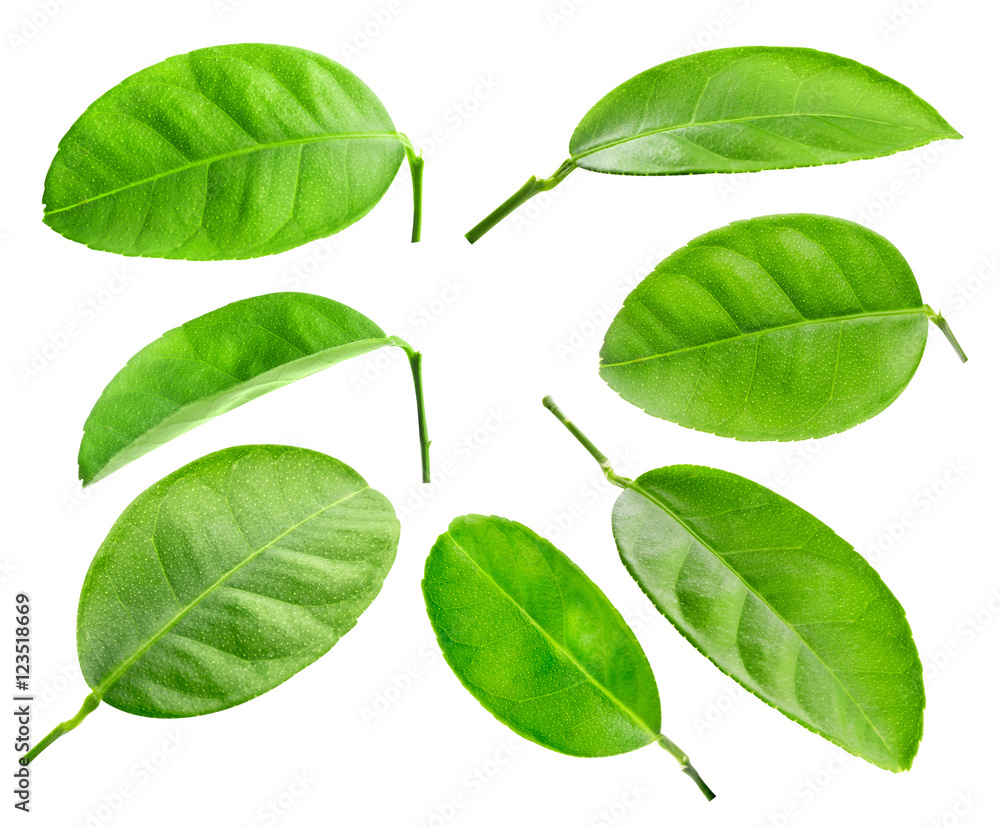 Citrus leaves isolated