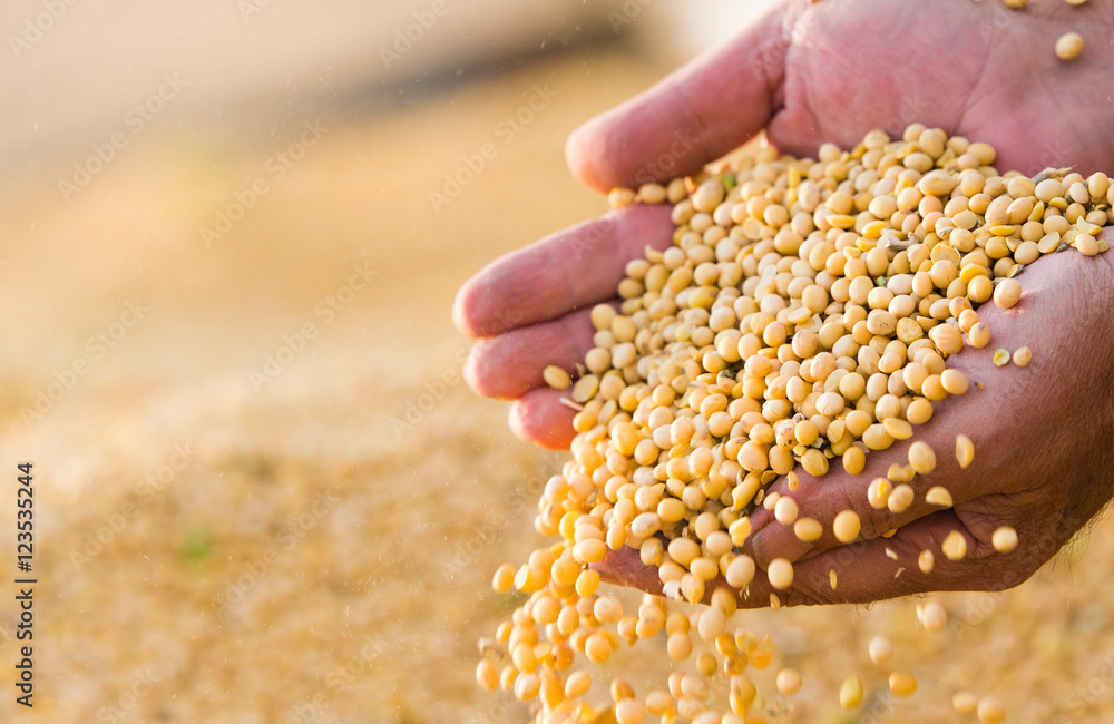 Soya bean seed in hands of farmer