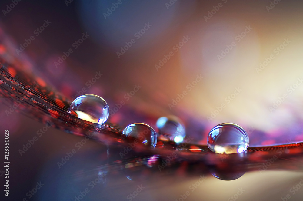 Beautiful drops close-up on a feather with a beautiful background and reflection. Beautiful original