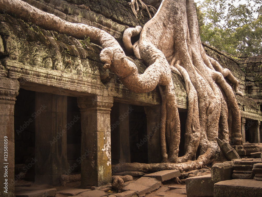 柬埔寨-Ta Prohm Trees