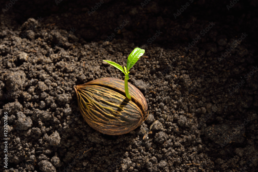 Green sprout growing from seed