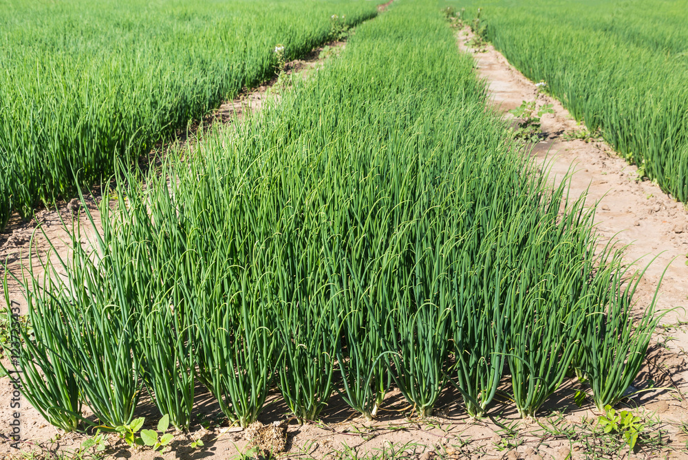 green young  leaves  spring onion plants in farm 