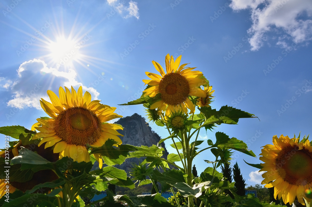 Bright Sun Shines Through the Petals of Beautiful Sunflower Against a Blue Sky in the Field