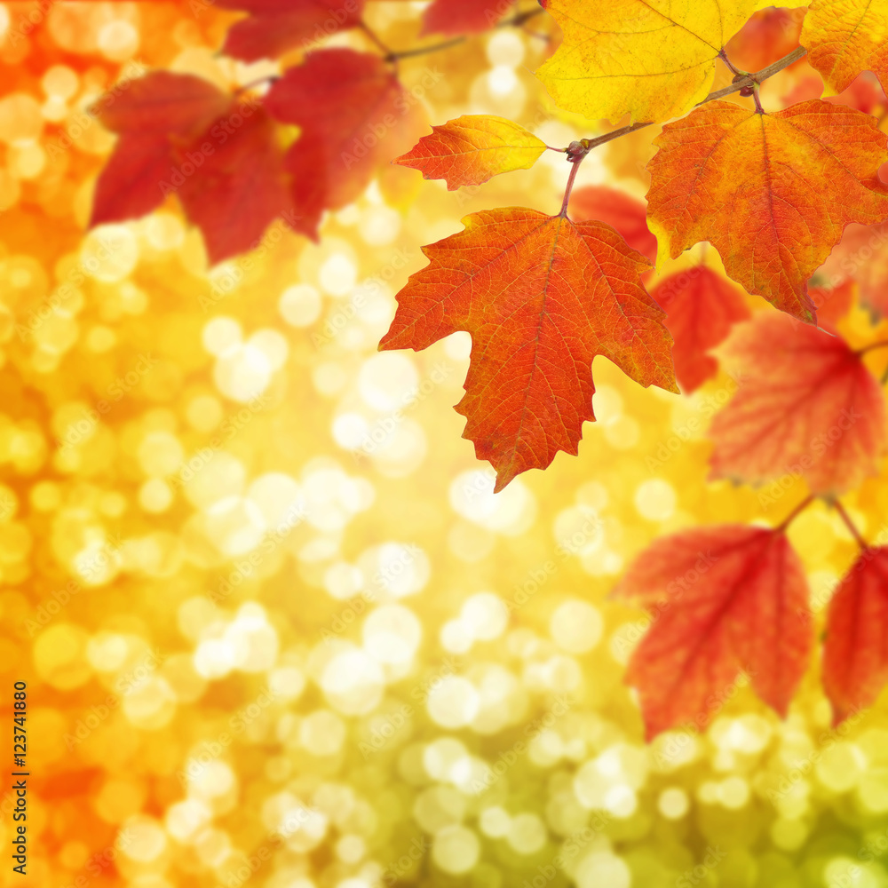  branch with autumn leaves