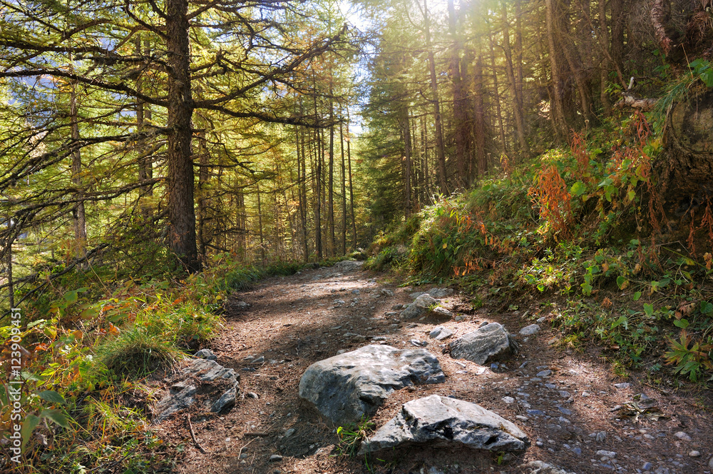 lumière au travers les mélèze sur un sentier en montagne