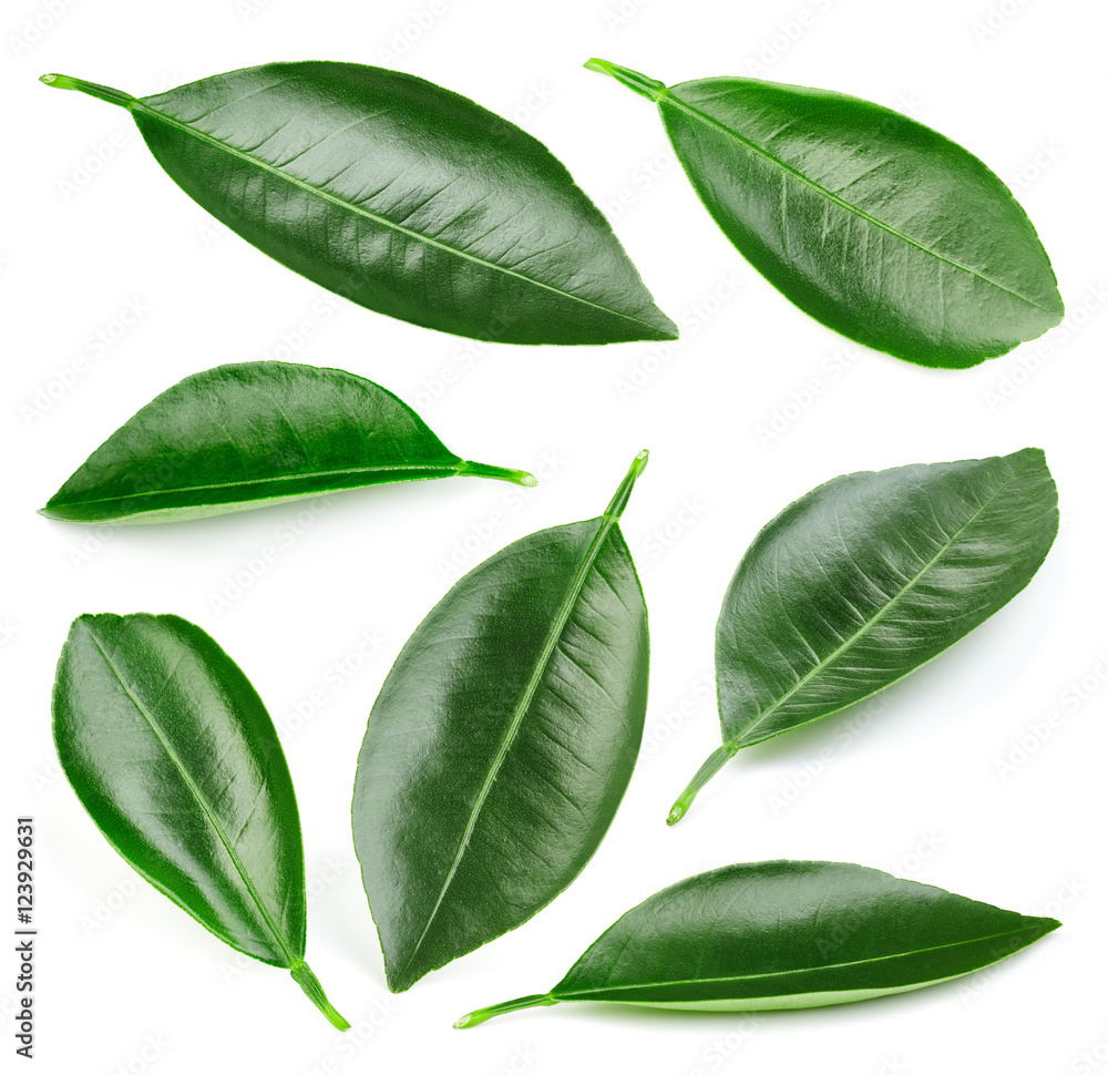 Citrus leaves isolated