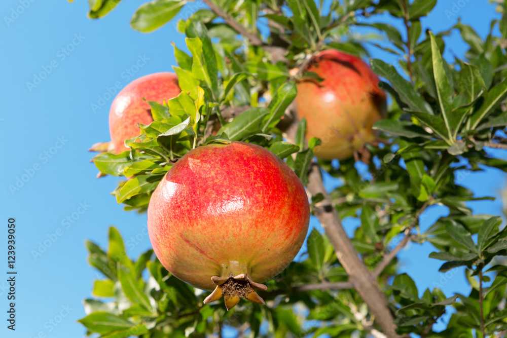 Pomegranate tree fruits