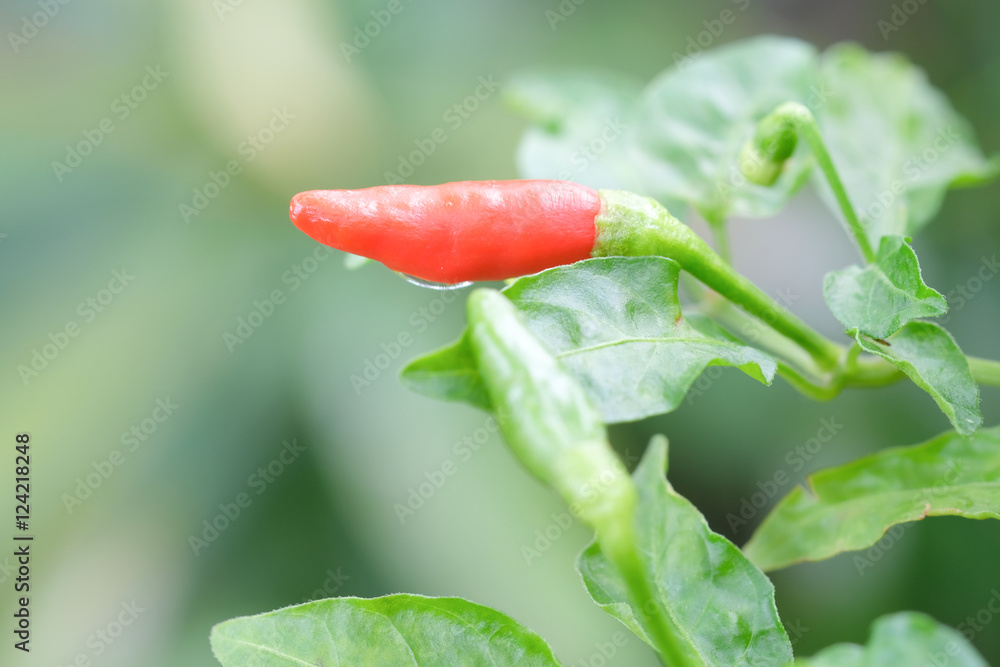 花园里树上的红辣椒。