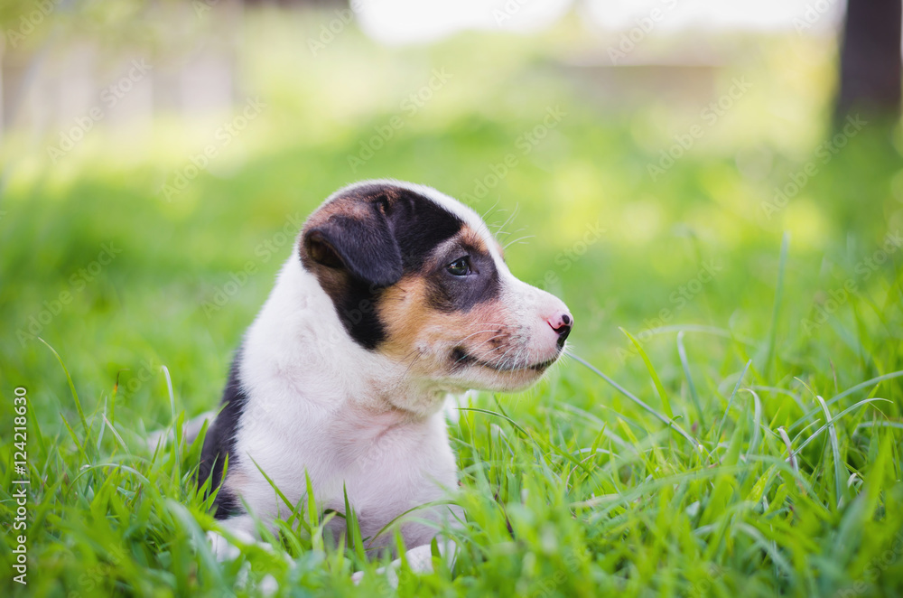 可爱的小猎犬小狗在草地和阳光下快乐