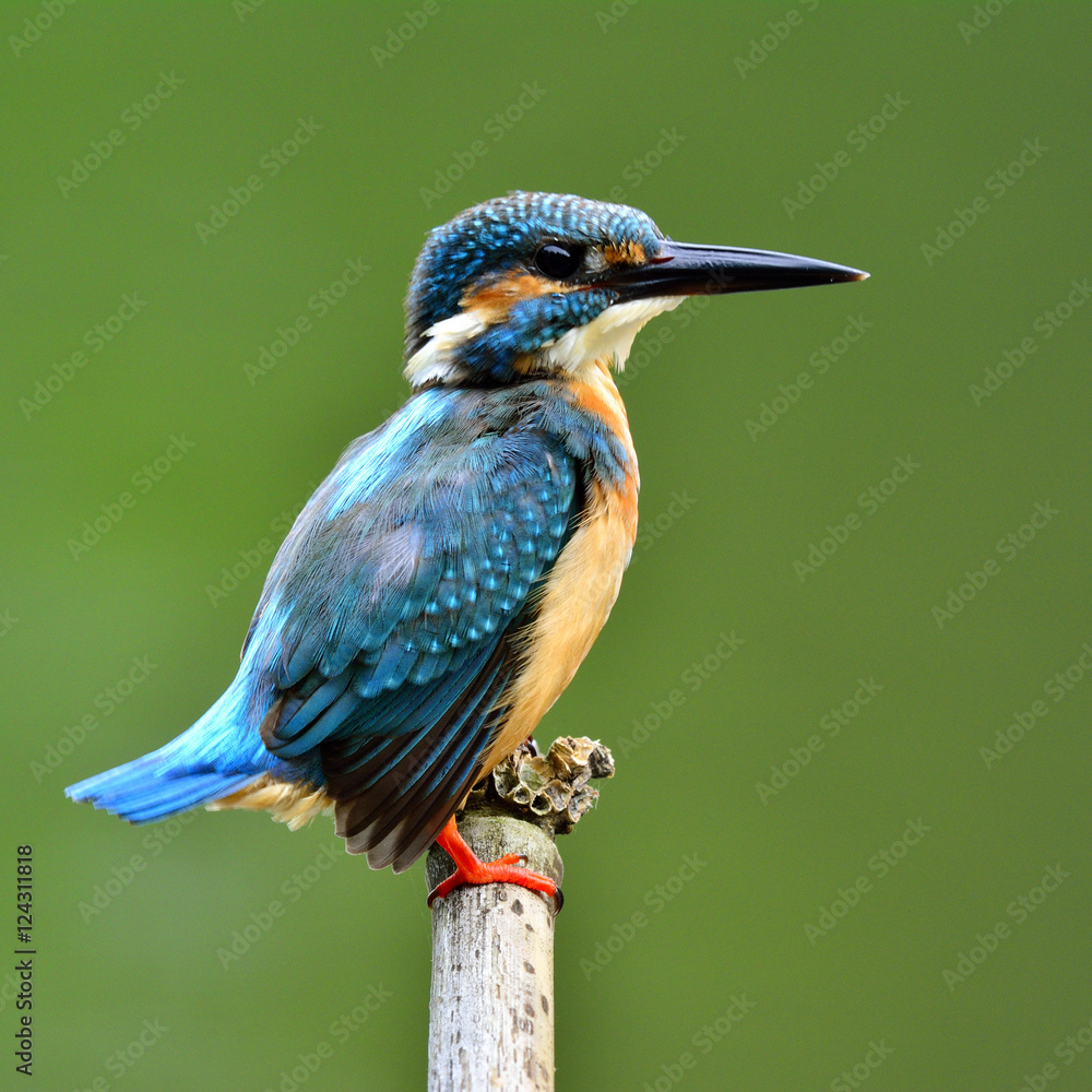 普通翠鸟（Alcedo atthis）欧亚或河流的模糊面孔