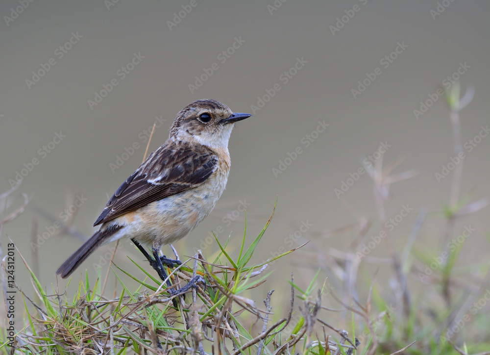 Female of Stejnegers Stonechat (Saxicola stejnegeri) a lovely b