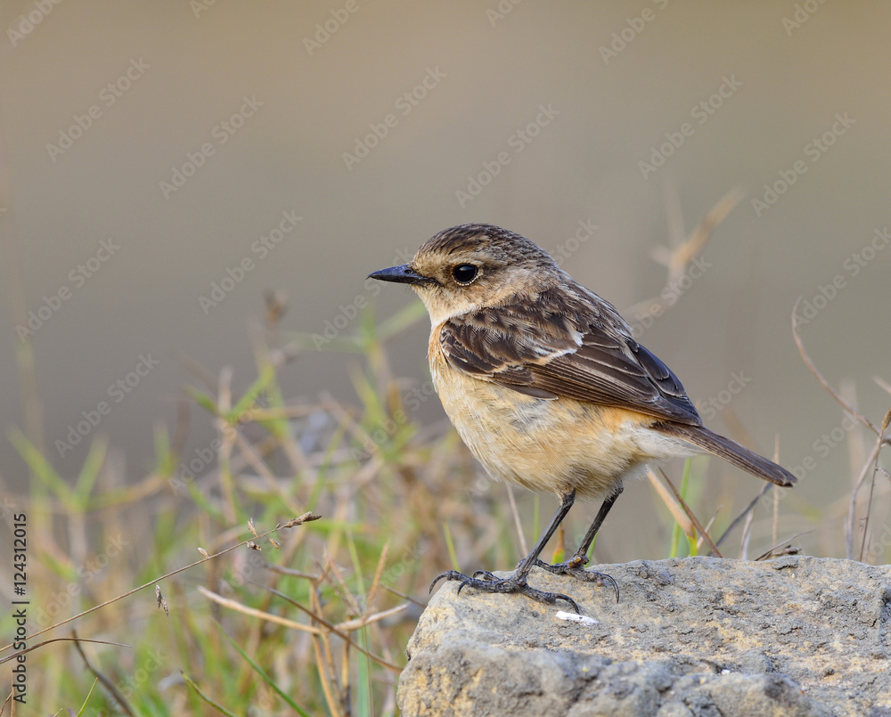 Stejnegers Stonechat（Saxicola stejnegeri）的女性，可爱的