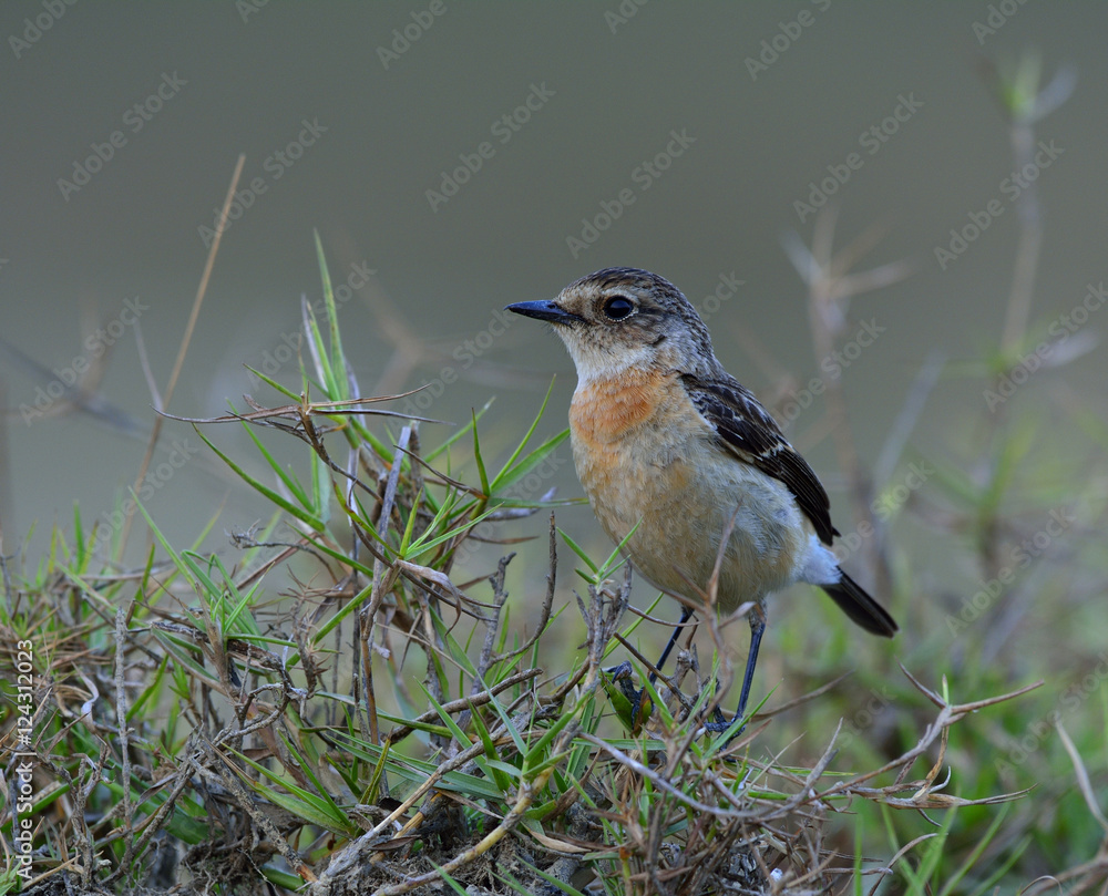 Stejnegers Stonechat（Saxicola stejnegeri）的女性，可爱的