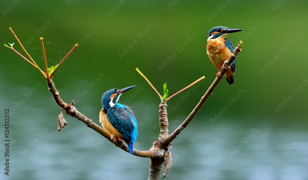 一对普通翠鸟（Alcedo atthis）美丽的蓝色bir