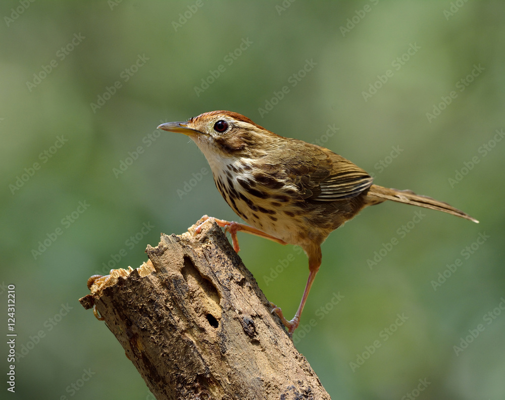 Puff throated牙鲆或斑点牙鲆（Pellorneum ruficeps）l