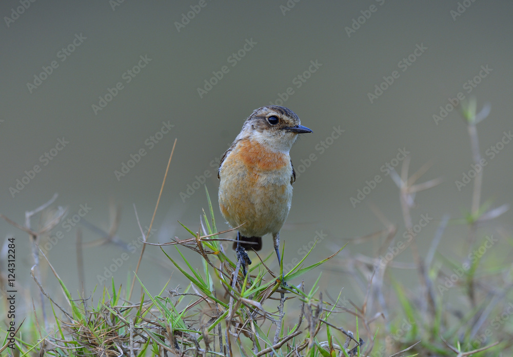 Stejnegers Stonechat（Saxicola stejnegeri），一只可爱的棕色鸟