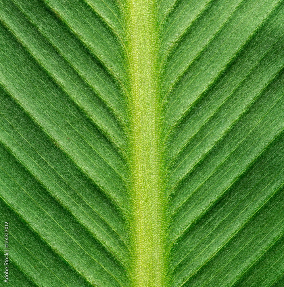 green leaf