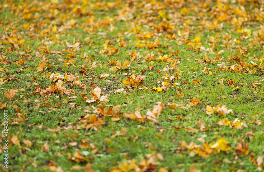 Herbstlaub