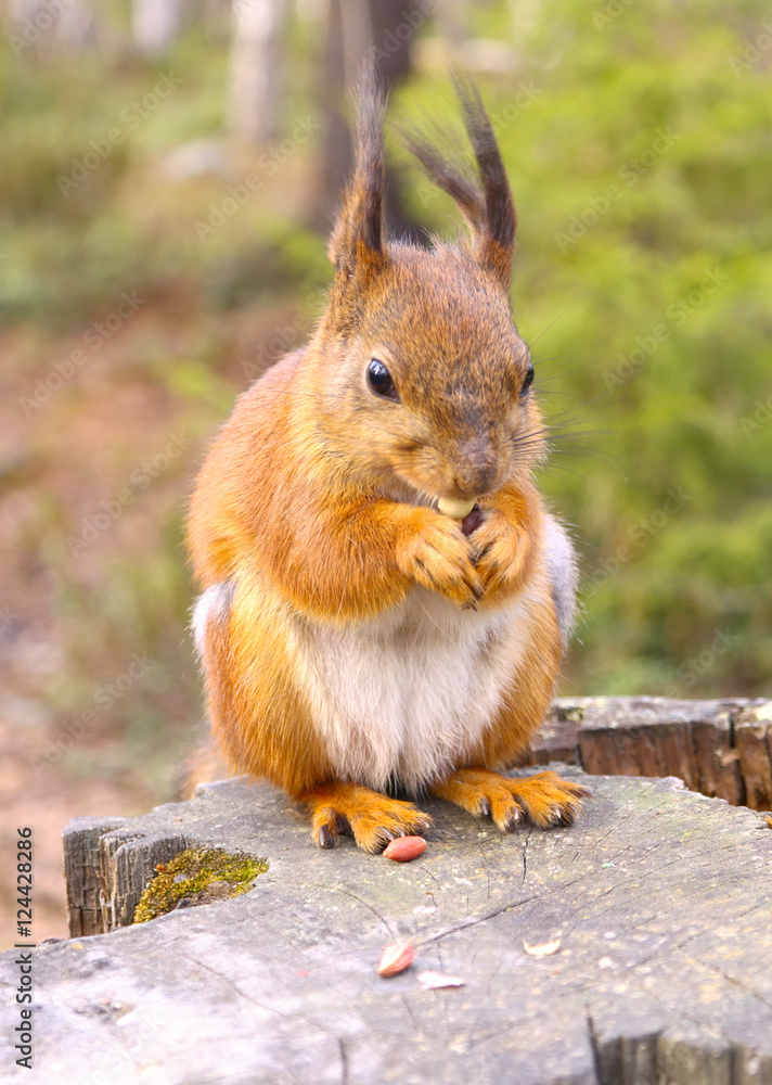 Squirrel with nuts and summer forest on background wild nature thematic (Sciurus vulgaris, rodent)