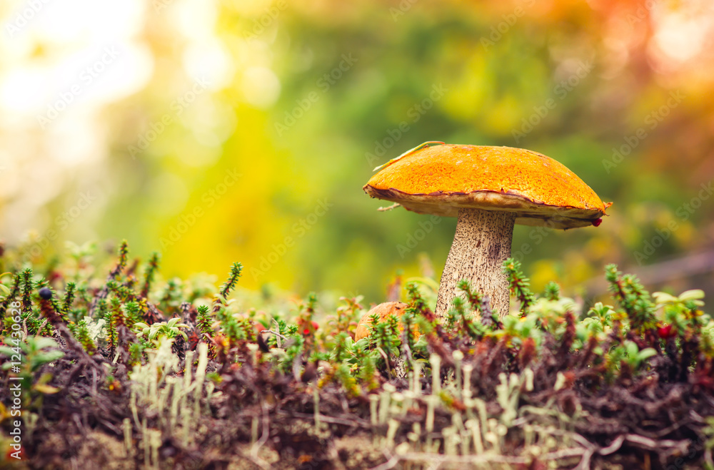 Orange-cap boletus Mushroom Autumn Nature colors Background outdoor organic food concept.