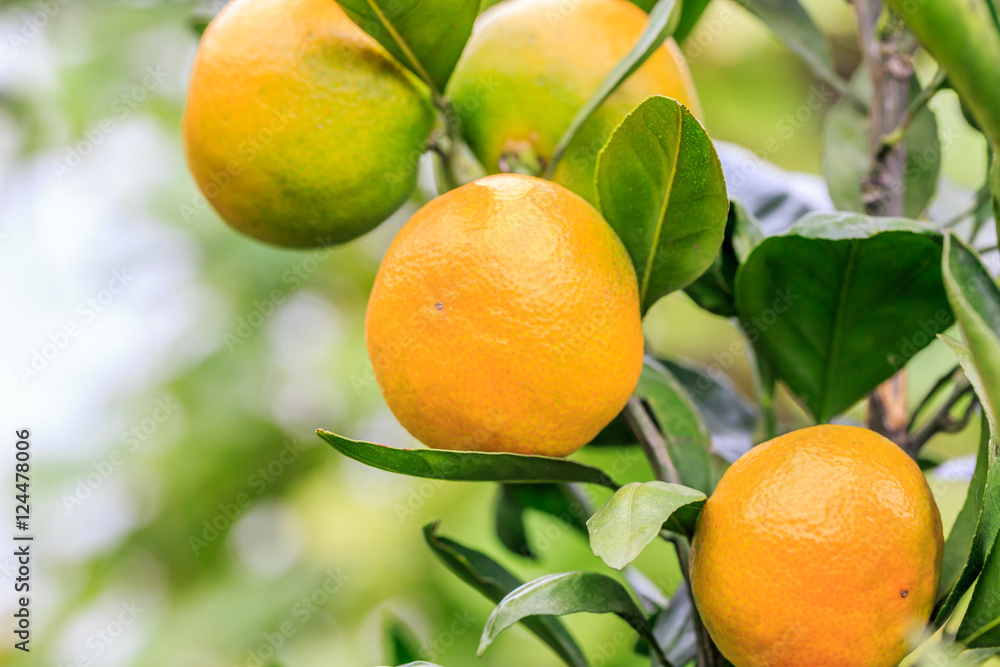 Fresh oranges grow on the tree,in fruit plantations