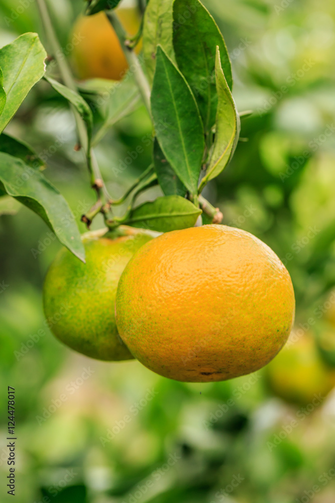 Fresh oranges grow on the tree,in fruit plantations