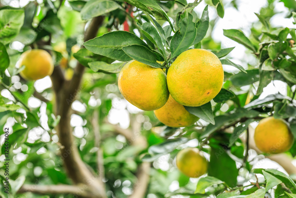 Fresh oranges grow on the tree,in fruit plantations