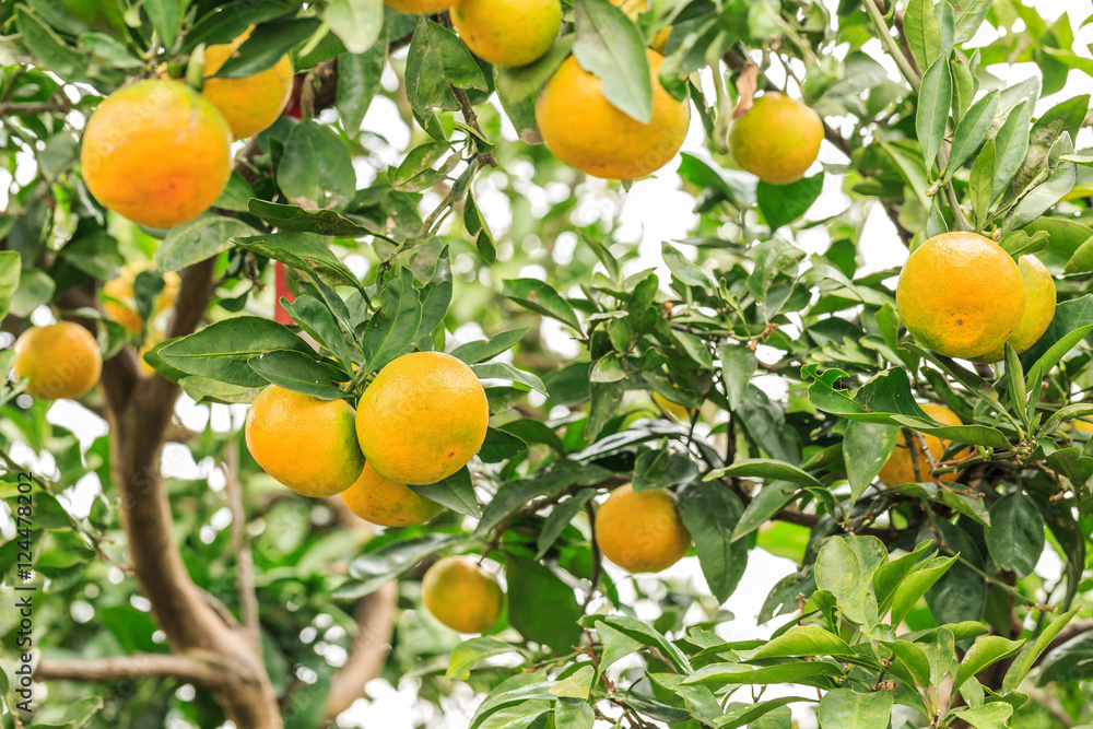 Fresh oranges grow on the tree,in fruit plantations