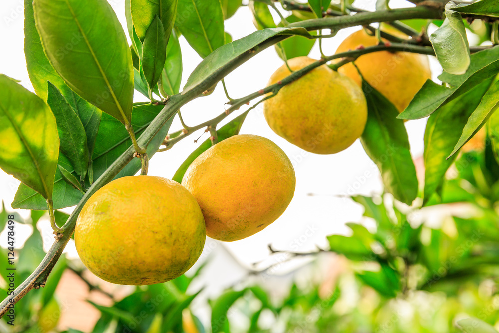 Fresh oranges grow on the tree,in fruit plantations