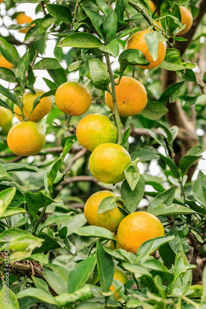 Fresh oranges grow on the tree,in fruit plantations