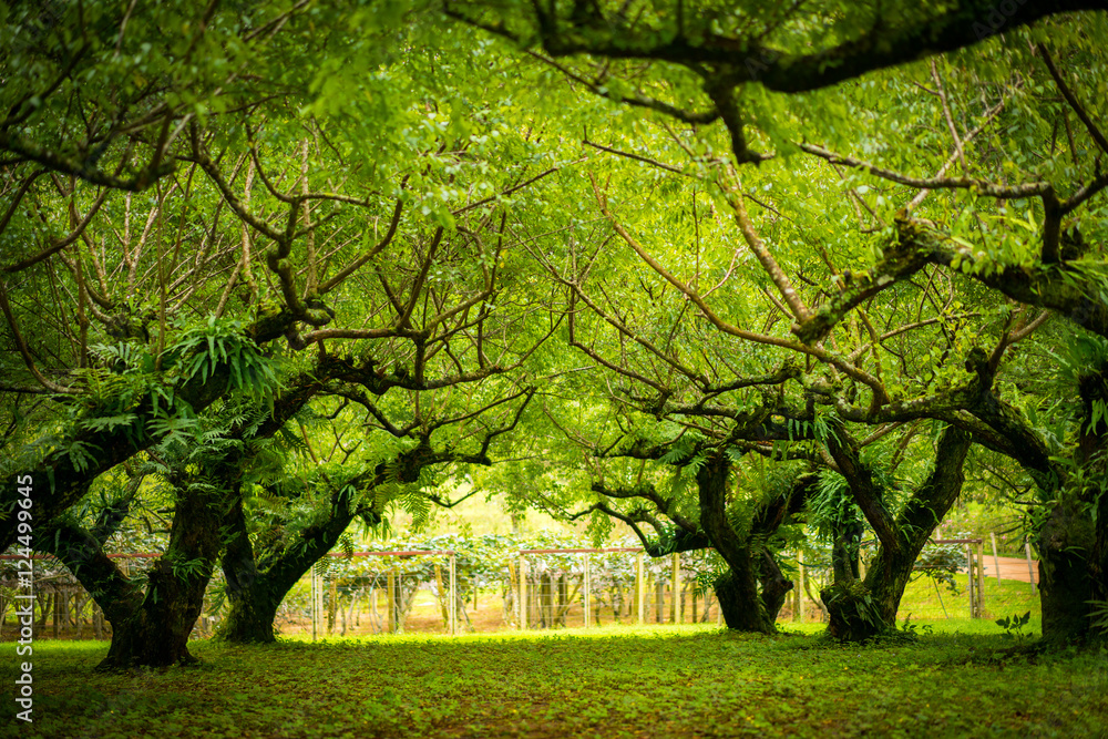 Japanese apricot  garden. Soft focus.