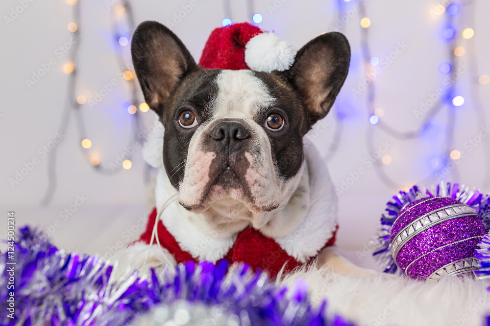 French bulldog in santa costume for Christmas