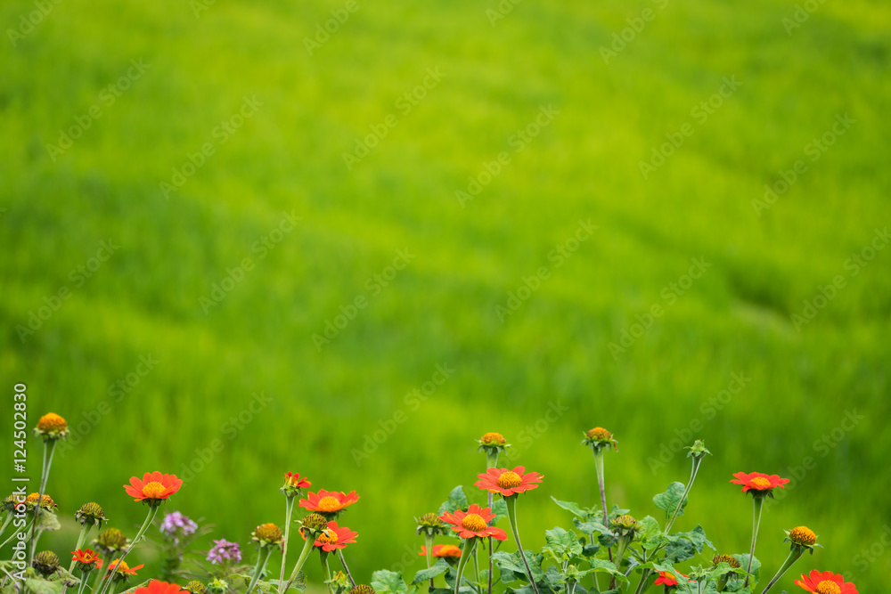 绿色背景下花朵的软焦图像