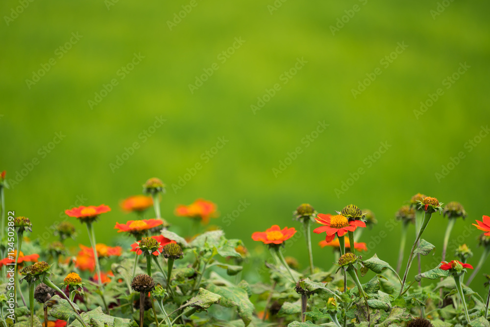 绿色背景下花朵的软焦图像