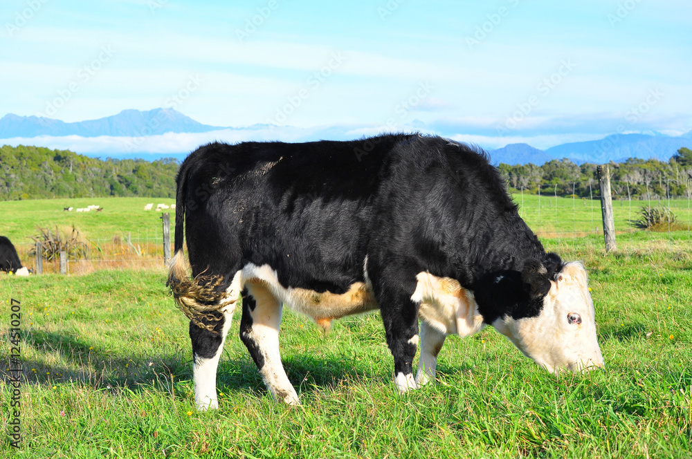 Cow cattle and mountain in New Zealand