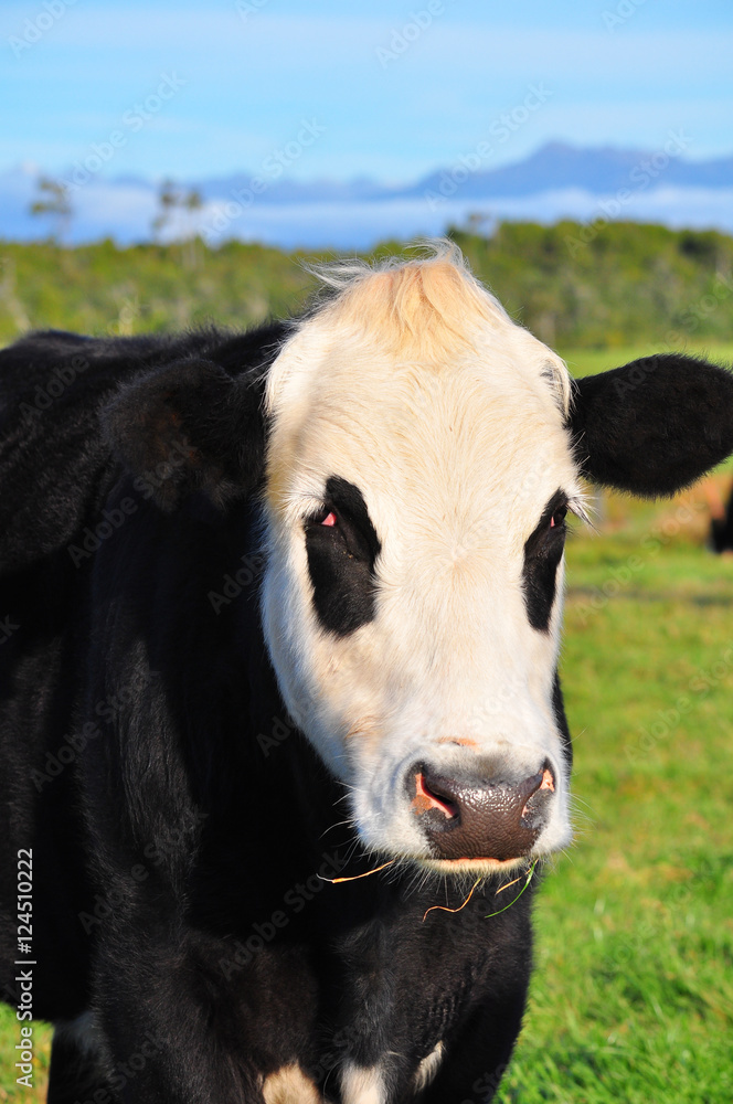 Cow cattle and mountain in New Zealand