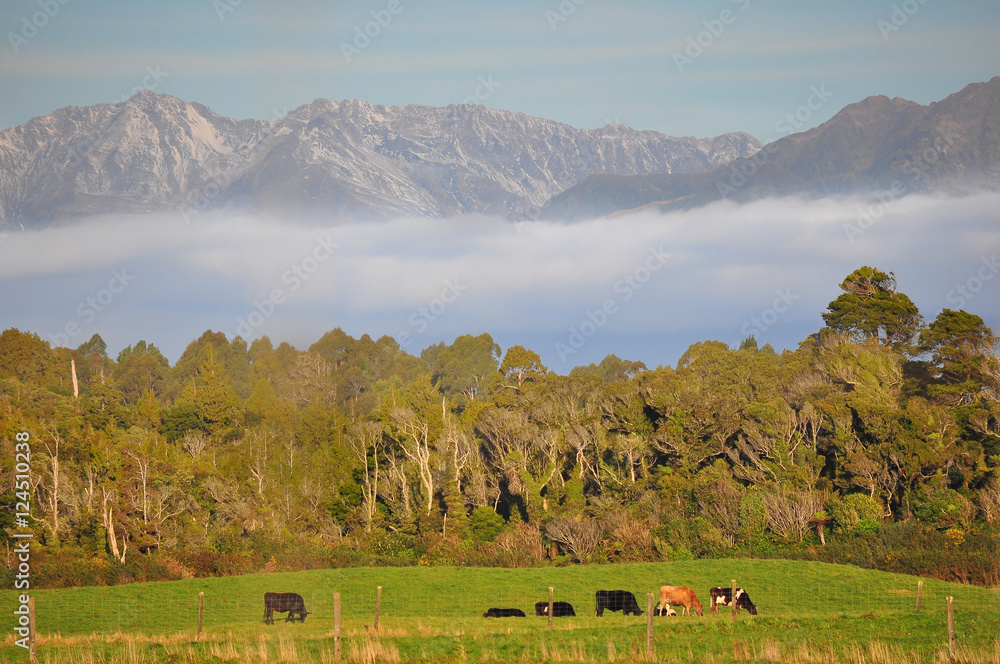 Cow cattle and mountain in New Zealand