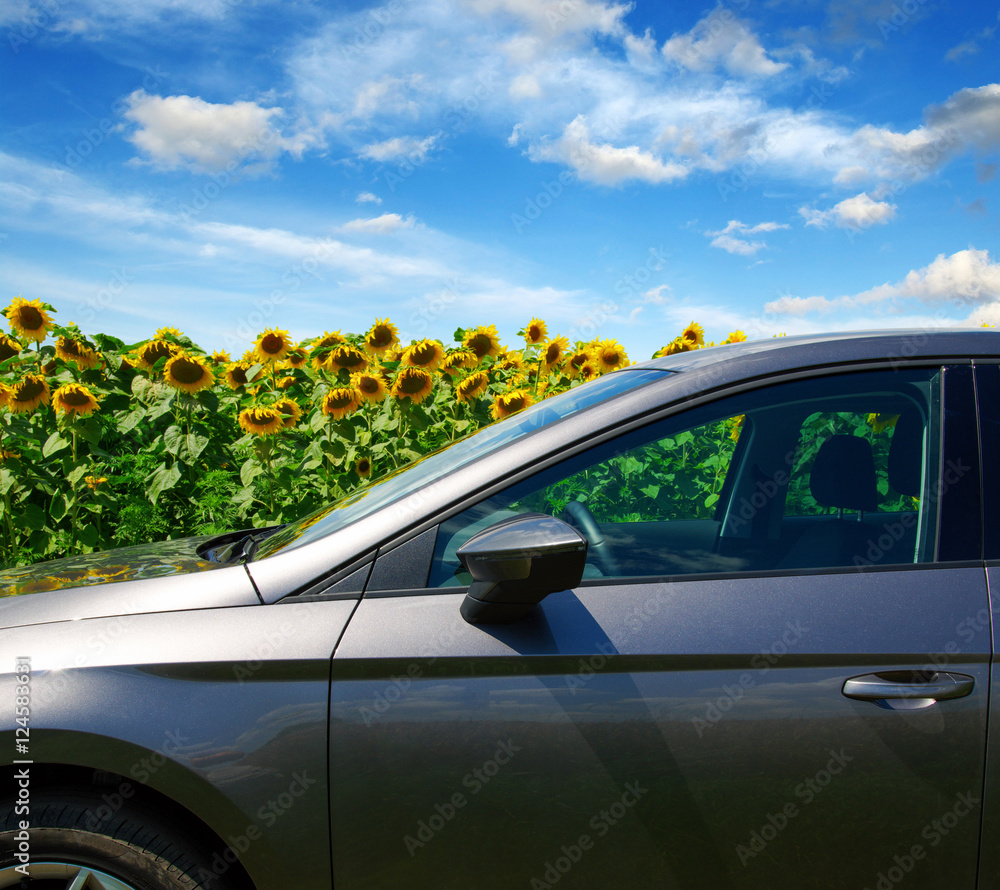 赛场上的汽车