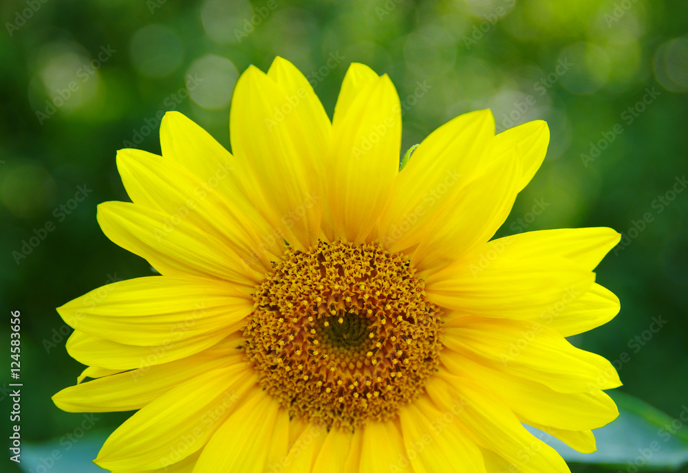 Close up of sunflower