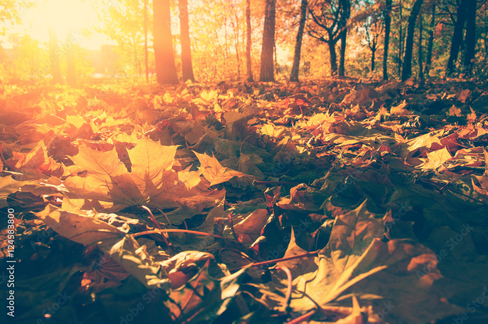  autumn trees on sun