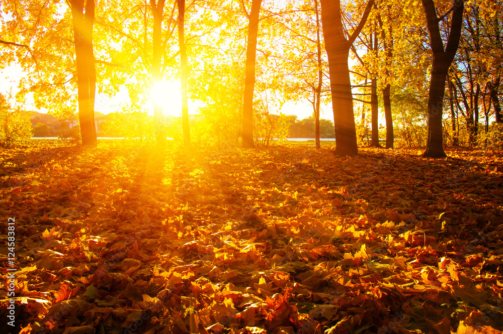  autumn trees on sun