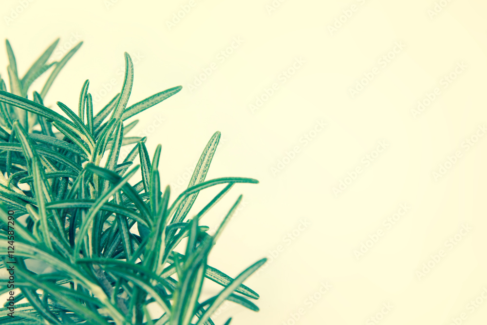 close up fresh green Rosemary with vintage color style