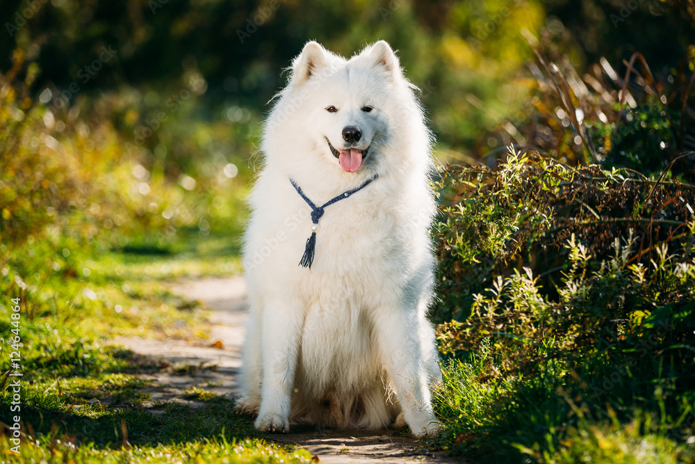 非常有趣快乐有趣可爱的宠物白色萨摩耶犬户外避暑公园